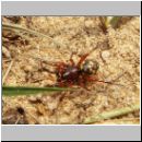 Steatoda phalerata - Kugelspinne 03.jpg